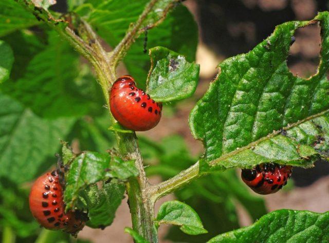 Colorado potato beetle on tomatoes: how to fight, what to do, how to process