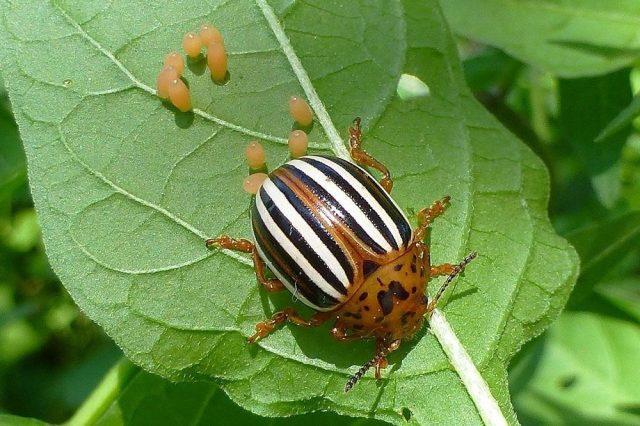 Colorado potato beetle on tomatoes: how to fight, what to do, how to process