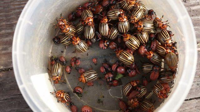 Colorado potato beetle on tomatoes: how to fight, what to do, how to process