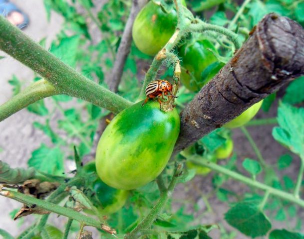 Colorado potato beetle on tomatoes: how to fight, what to do, how to process