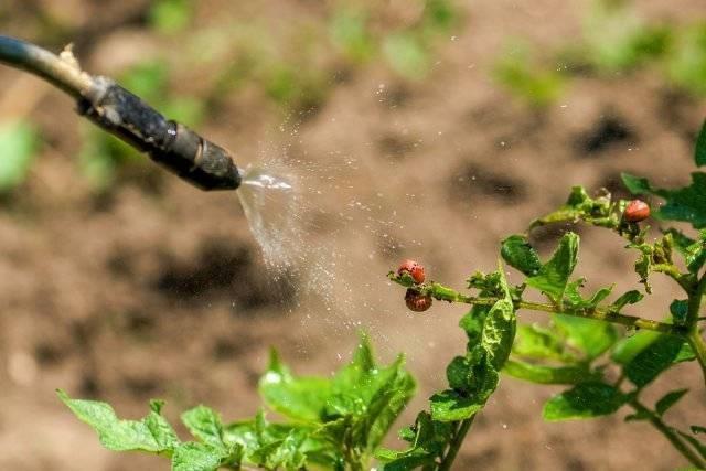 Colorado potato beetle on tomatoes: how to fight, what to do, how to process