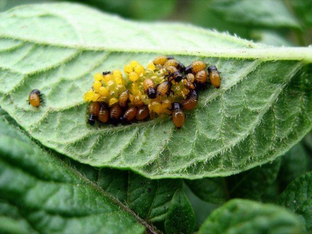 Colorado potato beetle on tomatoes: how to fight, what to do, how to process