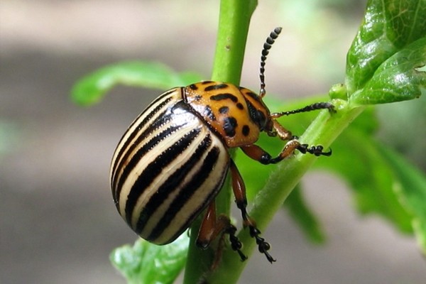 Colorado potato beetle without chemistry: effective folk methods