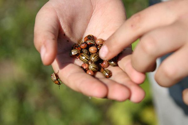 Colorado potato beetle without chemistry: effective folk methods