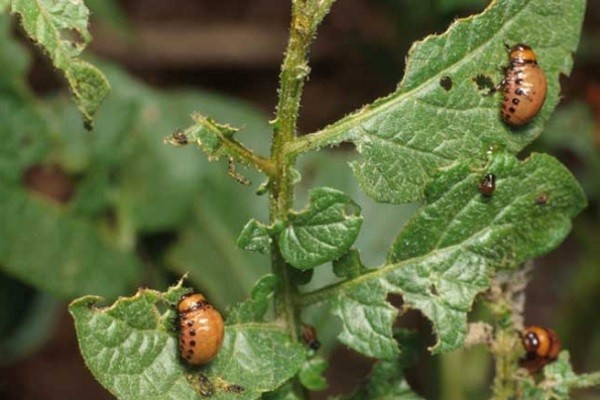 Colorado potato beetle without chemistry: effective folk methods