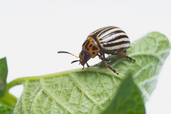 Colorado potato beetle without chemistry: effective folk methods