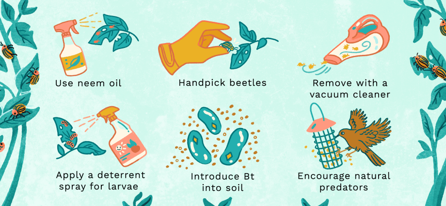 Colorado potato beetle without chemistry: effective folk methods