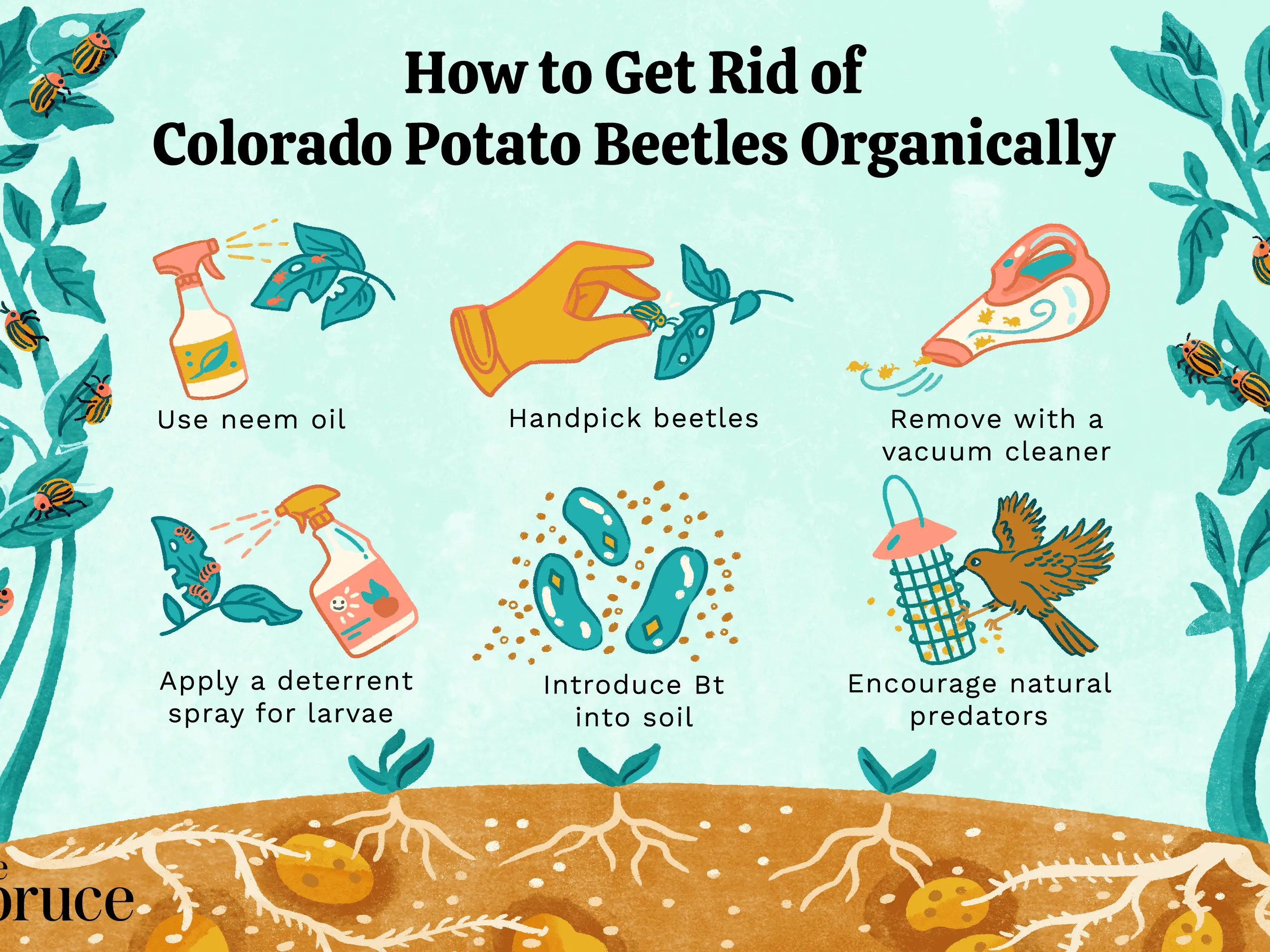 Colorado potato beetle without chemistry: effective folk methods