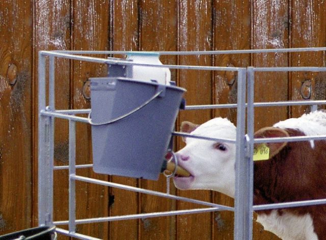 Colostral immunity in calves