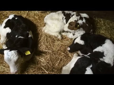 Colostral immunity in calves