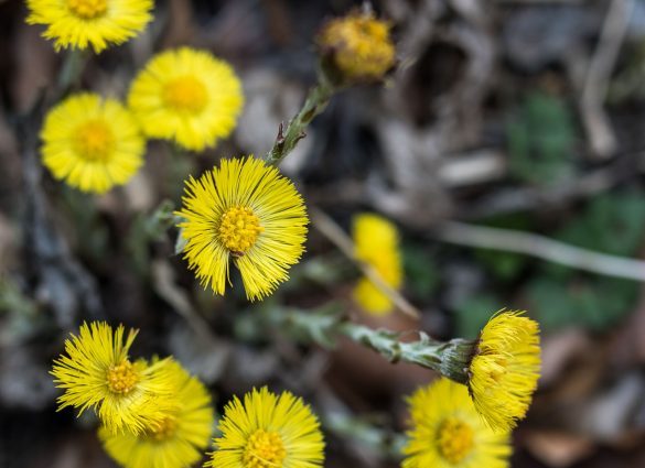 Coltsfoot &#8211; properties and effects of a popular perennial