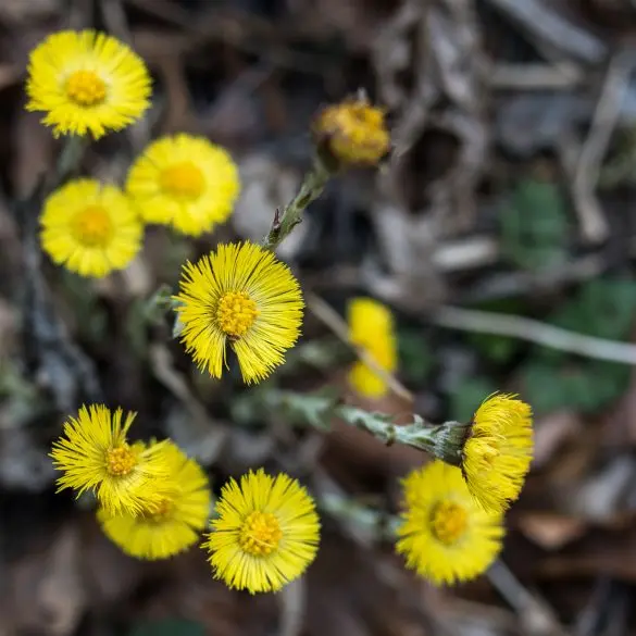 Coltsfoot &#8211; properties and effects of a popular perennial