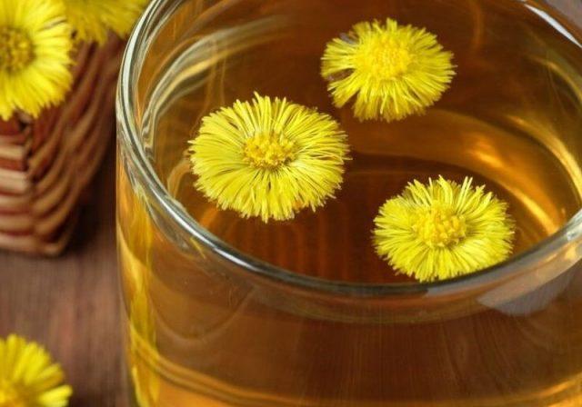 Coltsfoot: when it blooms, what it looks like, a photo of a plant, what helps