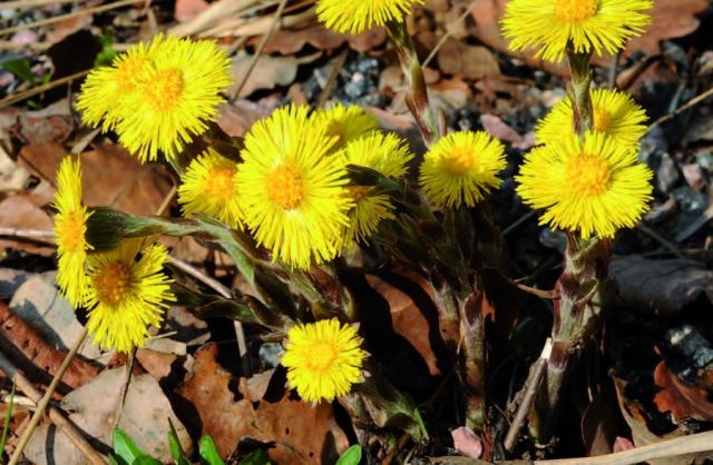 Coltsfoot: when it blooms, what it looks like, a photo of a plant, what helps