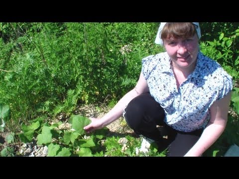 Coltsfoot: when it blooms, what it looks like, a photo of a plant, what helps