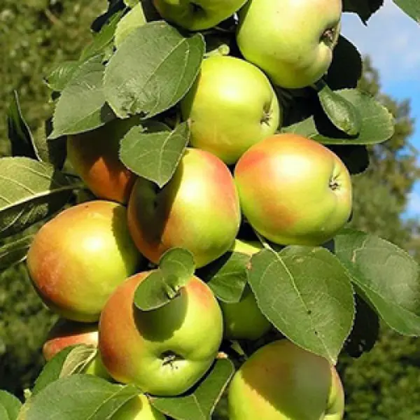 Columnar apple tree Amber necklace: cultivation features