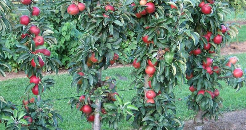 Kolomvormige appelboom Amber-ketting: verbouingskenmerke