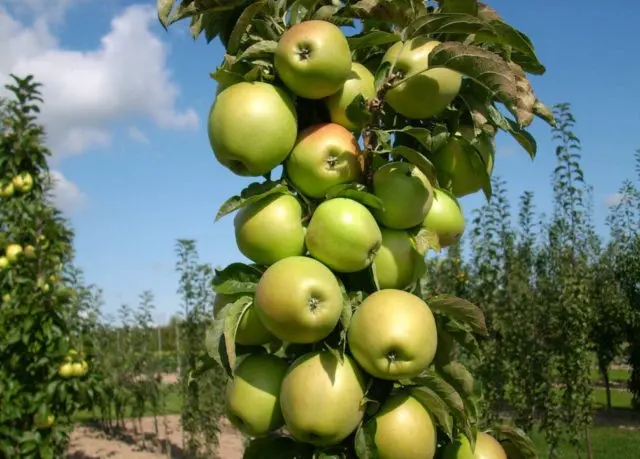 Columnar apple tree Amber necklace: description, pollinators, photos and reviews