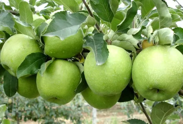 Columnar apple tree Amber necklace: description, pollinators, photos and reviews