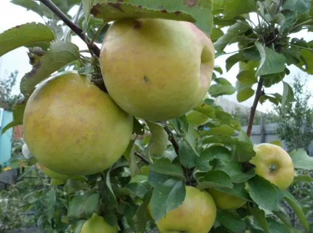 Columnar apple tree Amber necklace: description, pollinators, photos and reviews