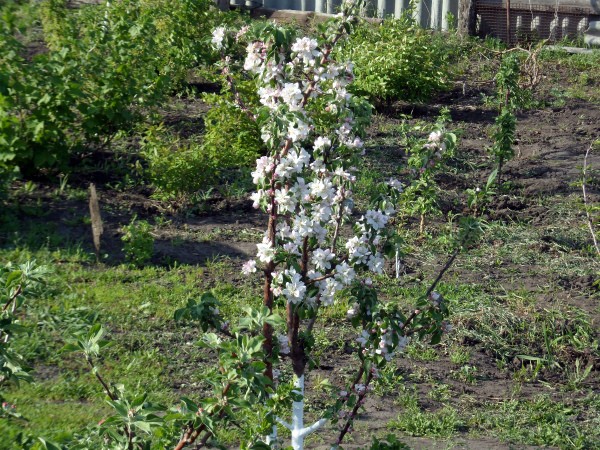 Columnar apple tree Currency: variety benefits, planting and care