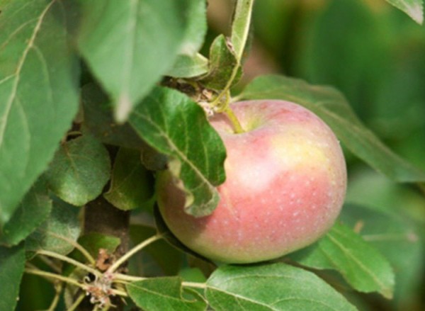 Columnar apple tree Currency: variety benefits, planting and care