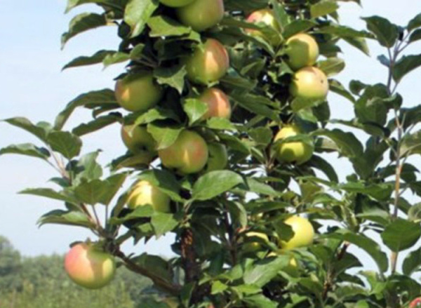 Columnar apple tree Currency: variety benefits, planting and care