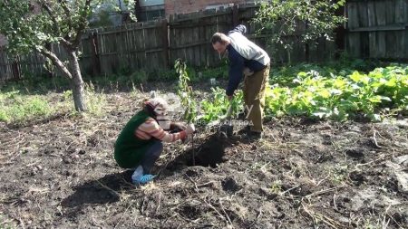 Columnar apple tree Currency: variety benefits, planting and care