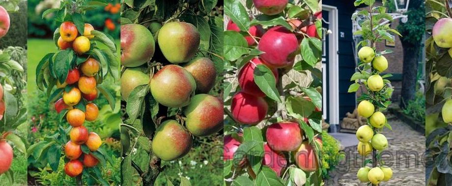 Columnar apple tree Currency: variety benefits, planting and care