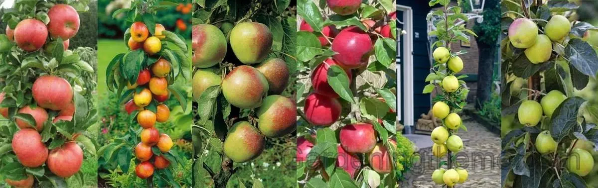 Columnar apple tree Currency: variety benefits, planting and care