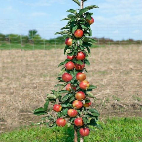 Columnar apple tree for the Urals: varieties, photos and names, reviews