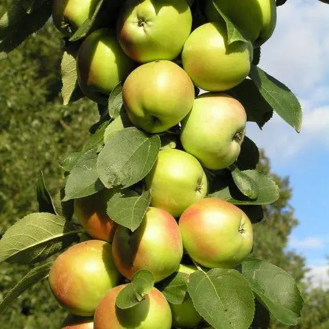 Columnar apple tree for the Urals: varieties, photos and names, reviews