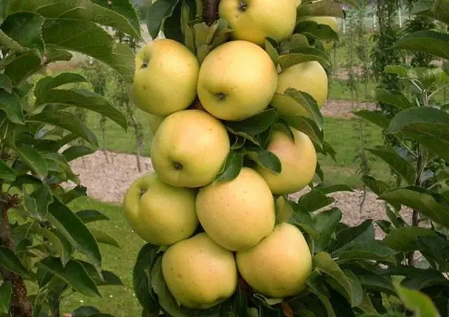 Columnar apple tree for the Urals: varieties, photos and names, reviews