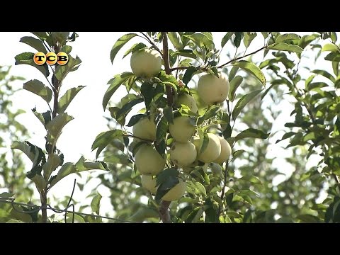 Columnar apple tree Malyukha: planting, care and productivity