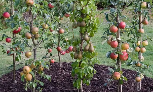 Columnar apple tree Malyukha: planting, care and productivity