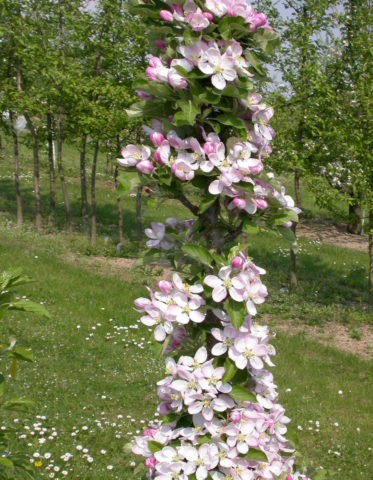 Columnar apple tree Moscow necklace (X-2): description, pollinators, photos and reviews