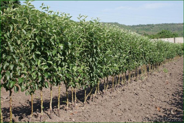 Columnar apple tree: planting and care, growing tips