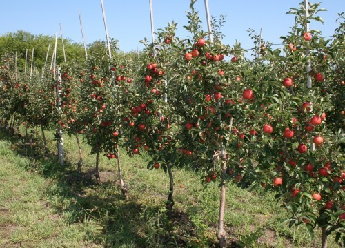 Columnar apple tree: planting and care, growing tips