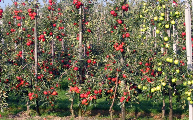 Columnar apple tree: planting and care, growing tips