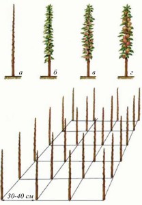 Columnar apple tree: planting and care, growing tips