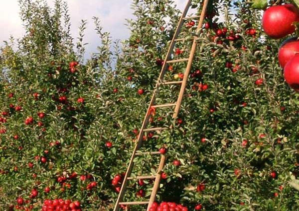 Columnar apple tree: planting and care, growing tips