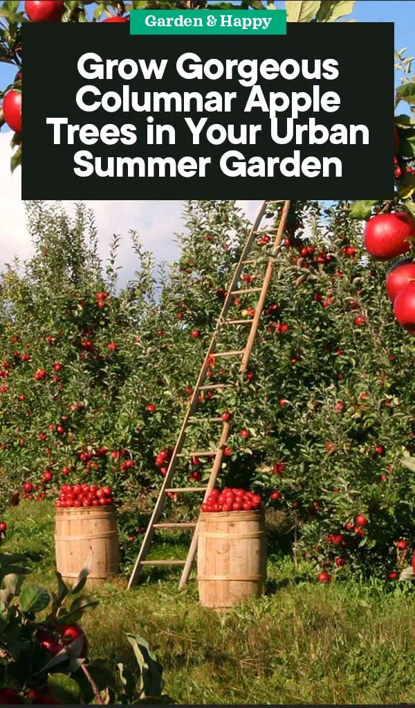 Columnar apple tree: planting and care, growing tips