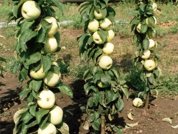 Columnar apple tree President: the secrets of growing