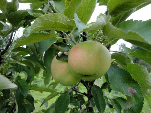 Columnar apple tree President: the secrets of growing