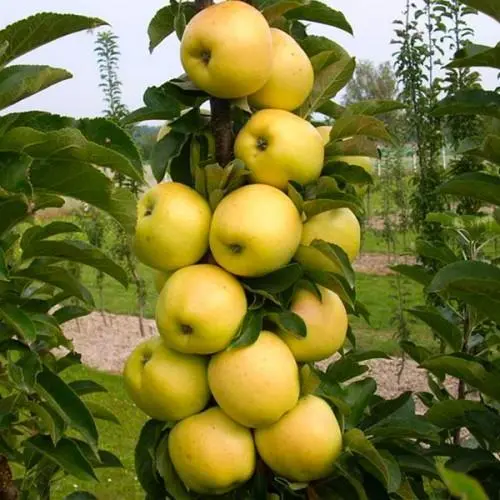 Columnar apple trees for Siberia: the best varieties, descriptions, photos, reviews, how to plant