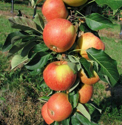 Columnar apple trees for Siberia: the best varieties, descriptions, photos, reviews, how to plant