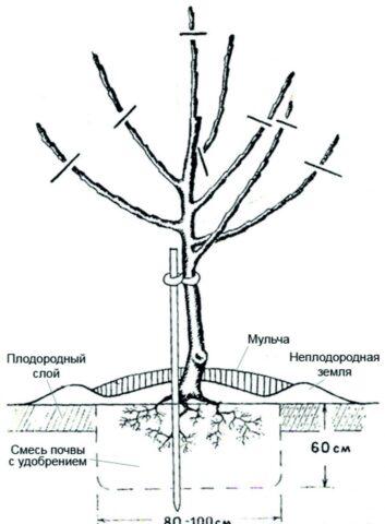 Columnar apple trees for Siberia: the best varieties, descriptions, photos, reviews, how to plant