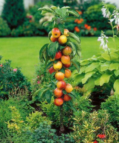 Columnar apple trees for Siberia: the best varieties, descriptions, photos, reviews, how to plant