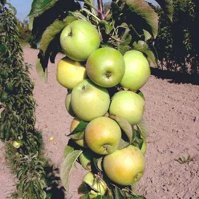 Columnar apple trees for the Moscow region: varieties, reviews