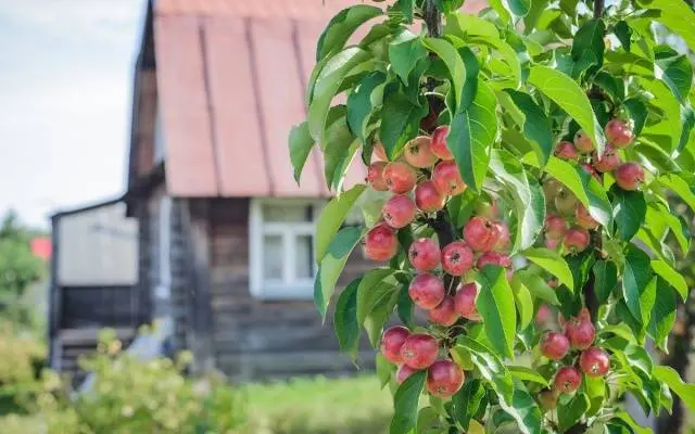 Columnar apple trees for the Moscow region: varieties, reviews